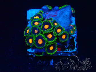 WYSIWYG - Zoanthus Maricultura Indo Aclimatado bajo LED