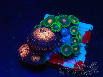 WYSIWYG - Zoanthus Mariculture Indo Acclimaté sous led