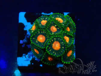 WYSIWYG - Zoanthus Mariculture Indo Acclimaté sous led