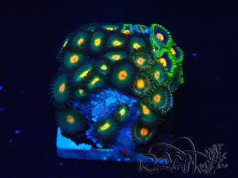 WYSIWYG - Zoanthus Maricultura Indo Aclimatado bajo LED