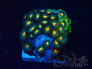 WYSIWYG - Zoanthus Maricultura Indo Aclimatado bajo LED
