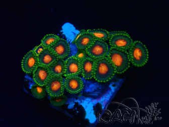 WYSIWYG - Zoanthus Maricultura Indo Aclimatado bajo led