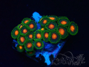 WYSIWYG - Zoanthus Mariculture Indo Acclimaté sous led