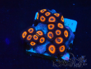 WYSIWYG - Zoanthus Mariculture Indo Acclimaté sous led