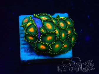 WYSIWYG - Zoanthus 14J4 Mariculture Indo Acclimaté sous led