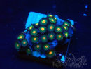 WYSIWYG - Zoanthus Maricoltura Indo Acclimatati sotto LED
