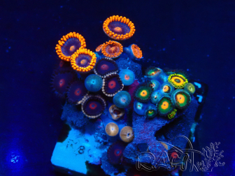 WYSIWYG - Zoanthus Indo Mariculture Acclimated under LED