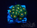 WYSIWYG - Isaurus tuberculatus Mariculture Indo Acclimated under LED
