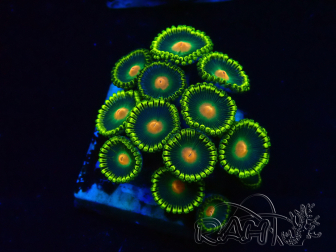 WYSIWYG - Zoanthus  Mariculture Indo Acclimaté sous led