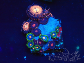 WYSIWYG - Zoanthus 14K3 Mariculture Indo Acclimaté sous led