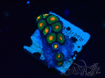 WYSIWYG - Zoanthus 14K4 Mariculture Indo Acclimaté sous led