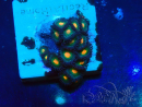 WYSIWYG - Zoanthus Maricoltura Indo Acclimatato sotto led
