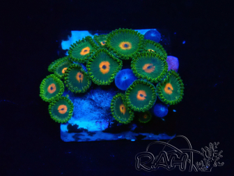 WYSIWYG - Zoanthus Mariculture Indo Acclimaté sous led