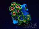 WYSIWYG - Zoanthus Indo Mariculture Acclimated under LED