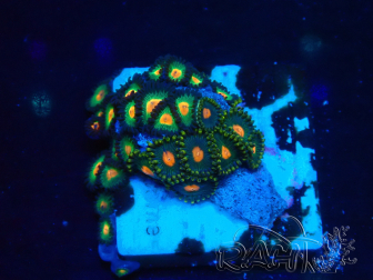 WYSIWYG - Zoanthus 14L4 Mariculture Indo Acclimaté sous led