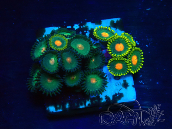 WYSIWYG - Zoanthus Mariculture Indo Acclimaté sous led