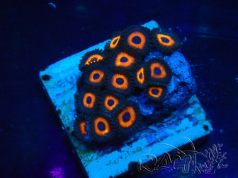 WYSIWYG - Zoanthus Mariculture Indo Acclimaté sous led