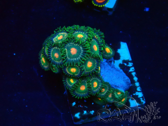 WYSIWYG - Zoanthus Mariculture Indo Acclimaté sous led