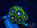 WYSIWYG - Zoanthus Mariculture Indo Acclimaté sous led