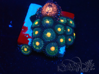 WYSIWYG - Zoanthus  14N1 Mariculture Indo Acclimaté sous led