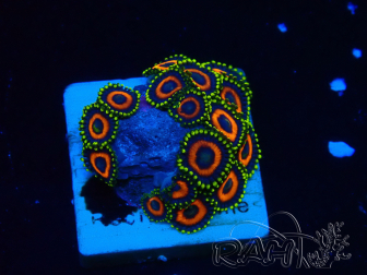 WYSIWYG - Zoanthus Mariculture Indo Acclimated under LED