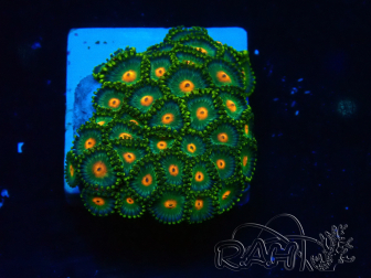 WYSIWYG - Zoanthus Maricultura Indo Aclimatado bajo led