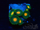 WYSIWYG - Zoanthus  Maricultura Indo Aclimatado bajo LED.