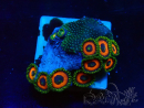 WYSIWYG - Zoanthus  Mariculture Indo Acclimaté sous led