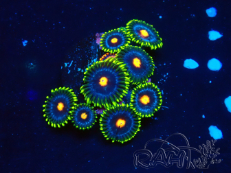 WYSIWYG - Zoanthus 14O4 Mariculture Indo Acclimaté sous led