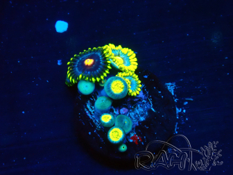 WYSIWYG - Zoanthus  Maricultura Indo Acclimatato sotto led
