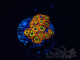 WYSIWYG - Zoanthus  Mariculture Indo Acclimated under LED