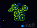 WYSIWYG - Zoanthus  Maricultured Indo Acclimated under LED