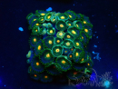 WYSIWYG - Zoanthus  Maricoltura Indo Acclimatato sotto LED