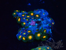 WYSIWYG - Zoanthus Mariculture Indo Acclimated under LED