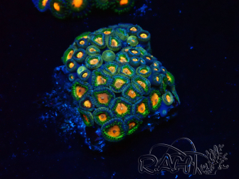 WYSIWYG - Zoanthus  Mariculture Indo Acclimaté sous led