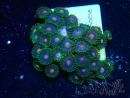 WYSIWYG - Zoanthus Mariculture Indo Acclimaté sous led