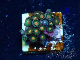 WYSIWYG - Zoanthus Mariculture Indo Acclimaté sous led