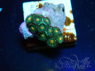 WYSIWYG - Zoanthus Maricultura Indo Acclimatato sotto led