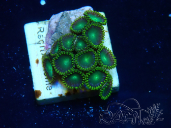 WYSIWYG - Zoanthus 14B2 Mariculture Indo Acclimaté sous led