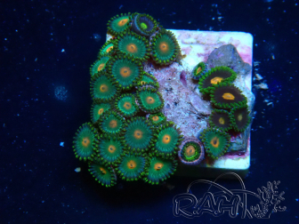 WYSIWYG - Zoanthus Indo Mariculture Acclimated under LED