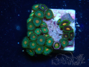 WYSIWYG - Zoanthus Indo Mariculture Acclimated under LED