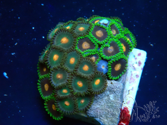 WYSIWYG - Zoanthus Indo Mariculture Acclimated under LED