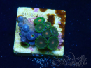 WYSIWYG - Zoanthus Maricoltura Indo acclimatato sotto led