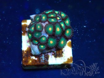 WYSIWYG - Zoanthus Mariculture Indo Acclimaté sous led
