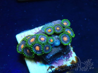 WYSIWYG - Zoanthus Indo Mariculture Acclimated under LED