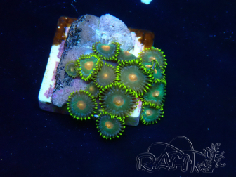 WYSIWYG - Zoanthus Indo Mariculture Acclimated under LED