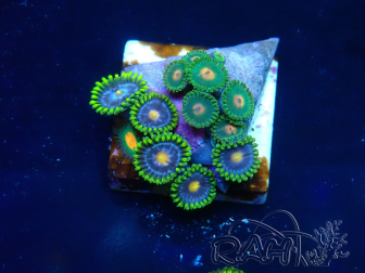 WYSIWYG - Zoanthus Mariculture Indo Acclimated under LED
