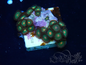 WYSIWYG - Zoanthus Mariculture Indo Acclimated under LED