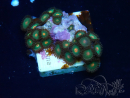 WYSIWYG - Zoanthus Mariculture Indo Acclimated under LED