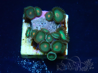 WYSIWYG - Zoanthus Mariculture Indo Acclimaté sous led